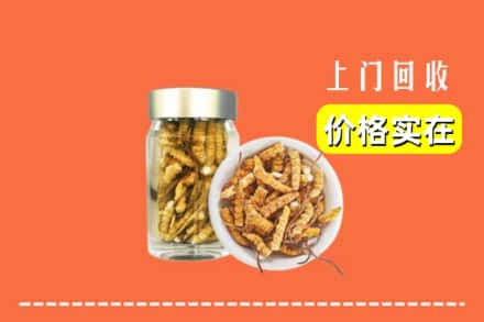 华容区回收散虫草